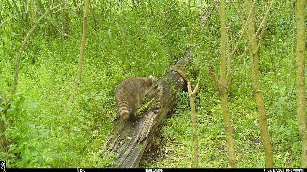 Mosómedvéket filmeztek egy Budapesthez közeli erdőben