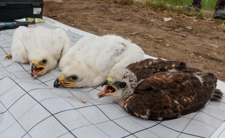 Parlagi sasok neveltek fel egy egerészölyv-fiókát a Dél-Alföldön