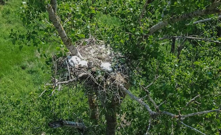 Parlagi sasok neveltek fel egy egerészölyv-fiókát a Dél-Alföldön