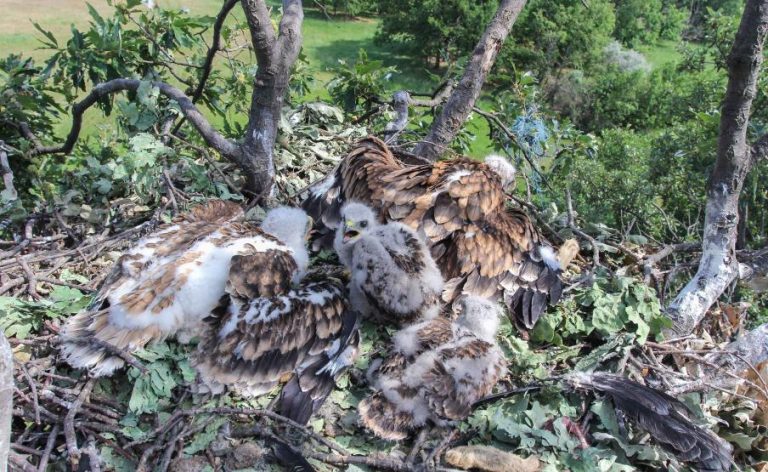 Parlagi sasok neveltek fel egy egerészölyv-fiókát a Dél-Alföldön