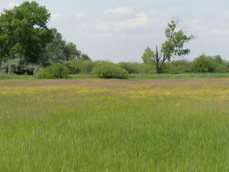 Védettséget kapott az orchideás rét Vecsésen