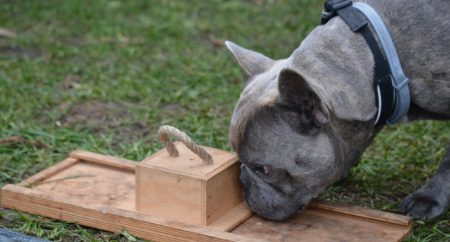 A rövid orrú kutyák elesettebben, gyermekszerűbben viselkednek