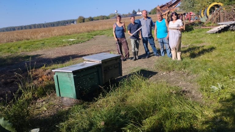 Magyar fejlesztésű eszköz segít az ázsiai lódarázs hazai terjedésének lassításában