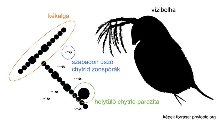 Örüljünk a parazitáknak! Legalábbis, örüljünk az algák chytrid gomba parazitáinak!