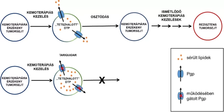 Új támadáspontot azonosítottak a HUN-REN TTK kutatói a kemoterápiát túlélő tumorsejtekben