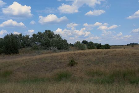 Magyarázható-e az eurázsiai erdőssztyeppzóna elterjedése a makroklímával?