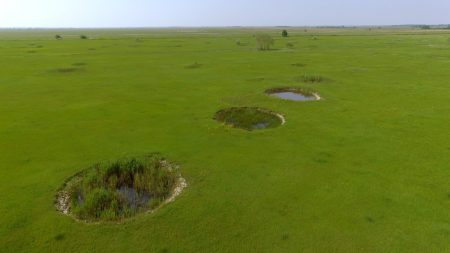 Bombatölcsérek és biodiverzitás – fontos, hogy a kistavakra élőhely-hálózatként tekintsünk