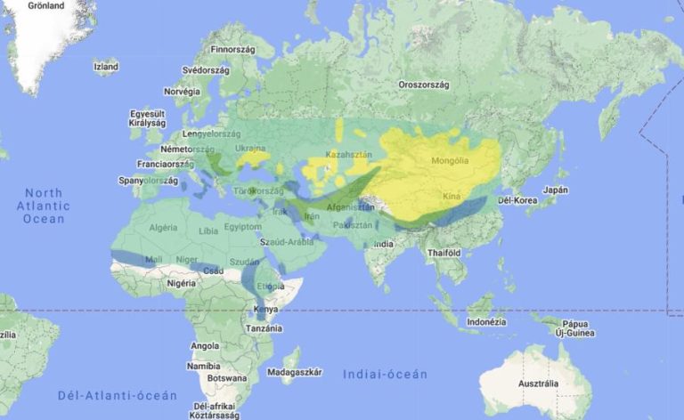 2024 év madara - a kerecsensólyom