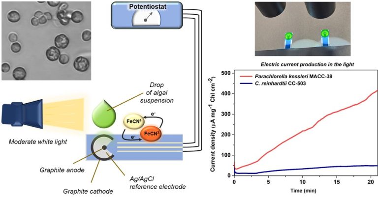 A zöldalgák áramtermelése
