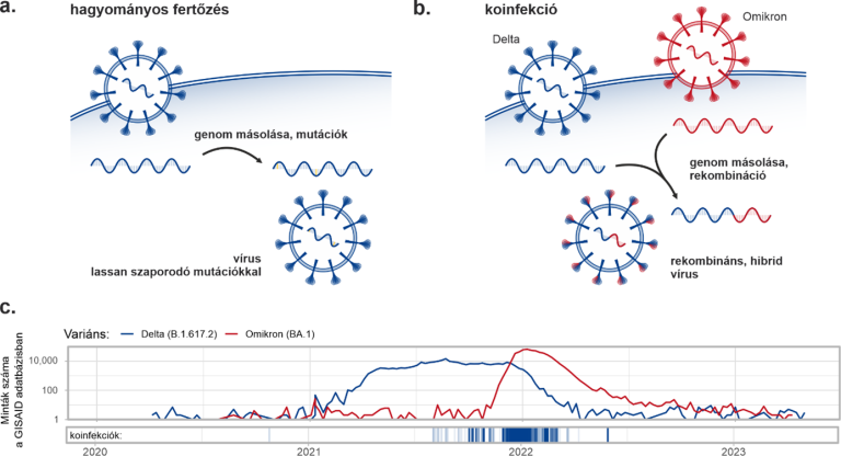 Az egyidőben terjedő SARS-COV-2-variánsok kockázatai