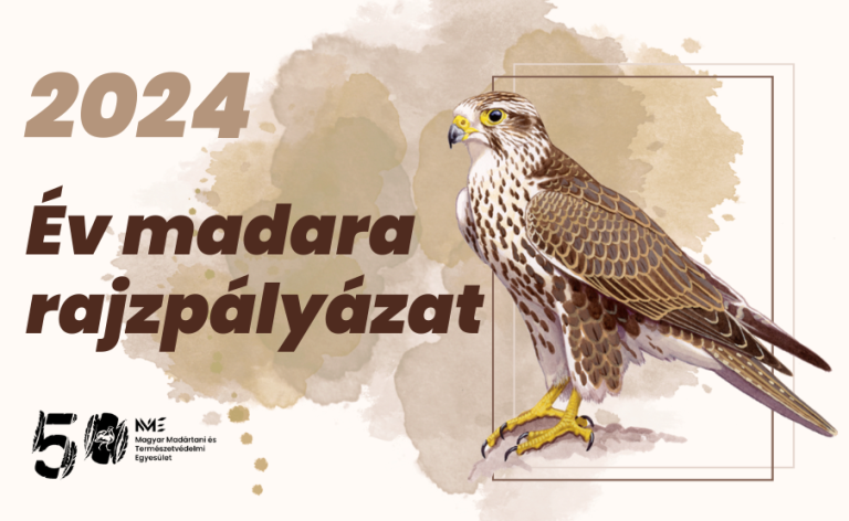 Rajzpályázat - 2024 év madara a kerecsensólyom