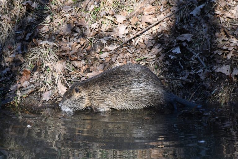 Terjeszkedő nutria-állományok Délnyugat-Magyarországon