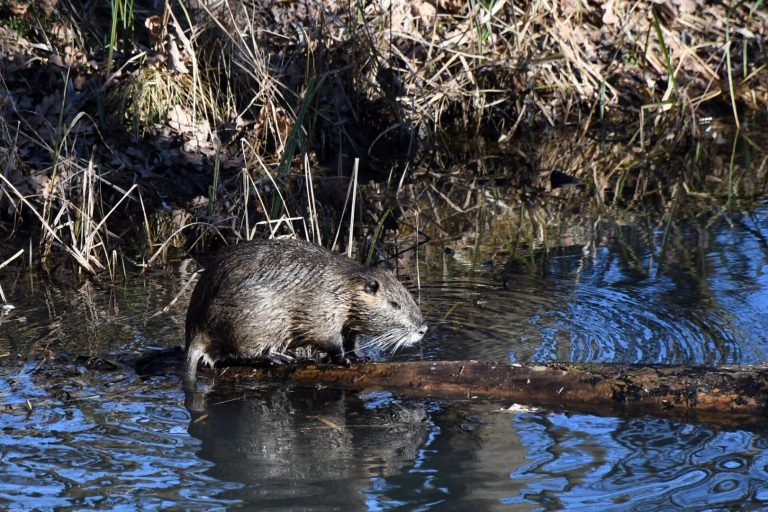 Terjeszkedő nutria-állományok Délnyugat-Magyarországon