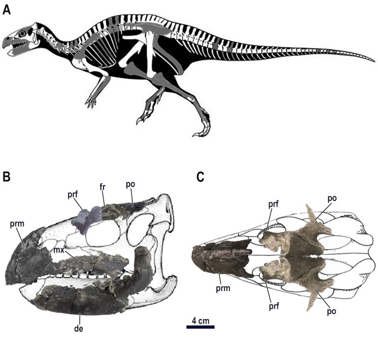 Újabb dinoszaurusz-csontvázakra bukkantak a Hátszegi-medencében