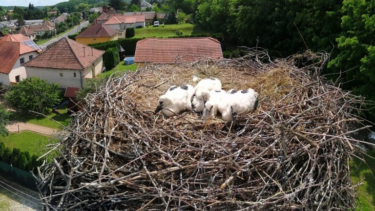 "Csókosok" lettek a gólyák, otthont teremtenek nekik a szakemberek