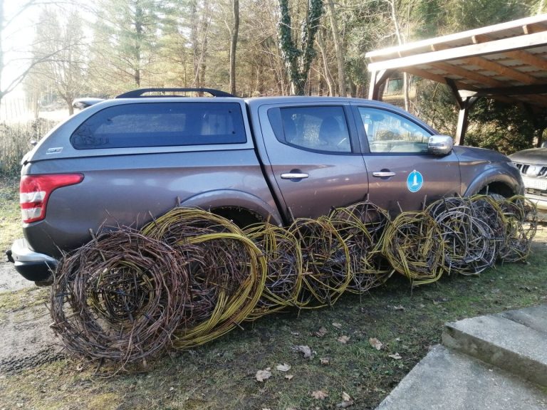 "Csókosok" lettek a gólyák, otthont teremtenek nekik a szakemberek