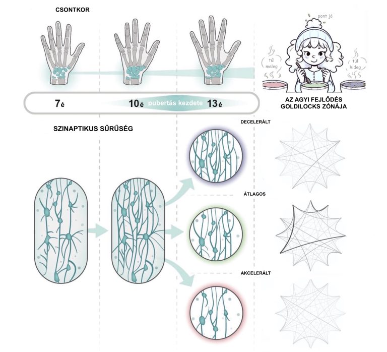 Az agyi fejlődés Goldilocks-zónája