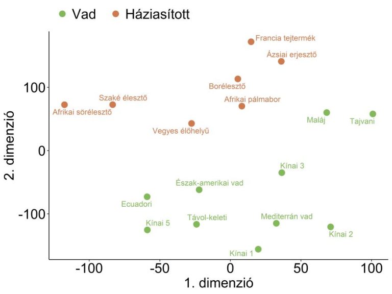 A háziasítás lenyomatait találták meg szegedi kutatók az élesztőgombák anyagcseréjében