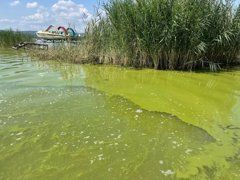 A kánikula nem okoz algavirágzást a Balatonban