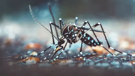 Biológiai vagy kémiai fegyverekkel harcoljunk a szúnyogok ellen?