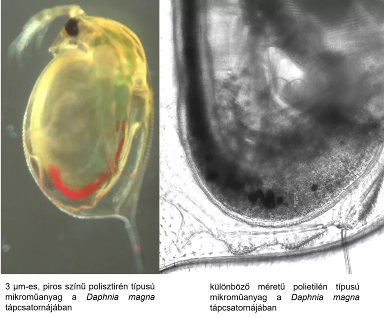 A legszennyezettebb hazai természetes vizünkhöz képest tizedannyi mikroműanyag van a Balatonban