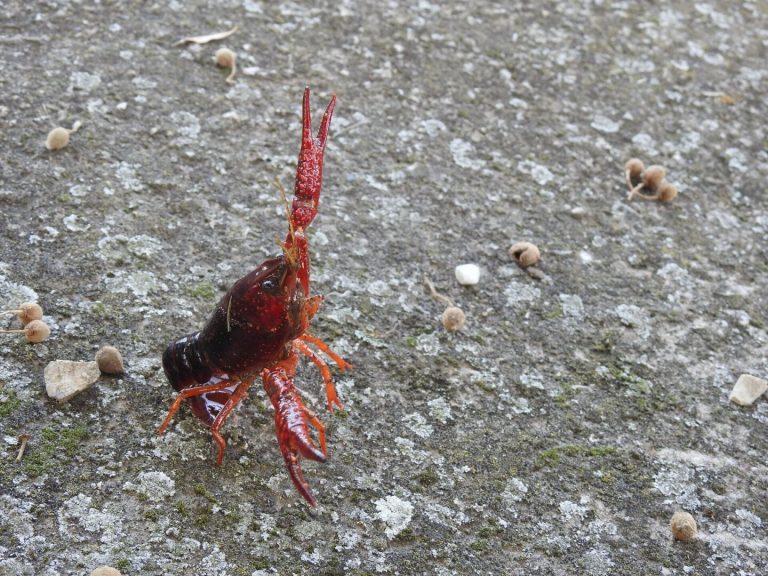 Újabb idegenhonos tízlábú rákfaj jelent meg a Balaton-felvidéki Nemzeti Park Igazgatóság működési területén