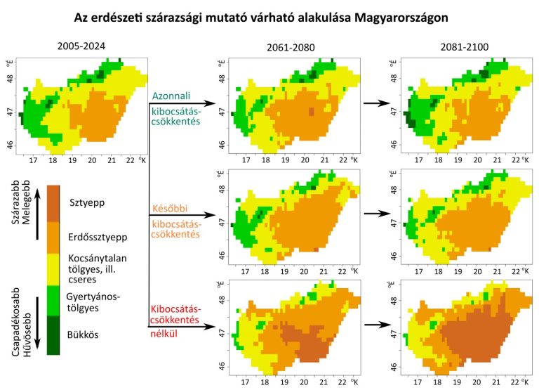 A hazai természetes erdőtársulásoknak kedvező klímát a sztyepp válthatja fel a jövőben, eltűnhetnek a bükköseink