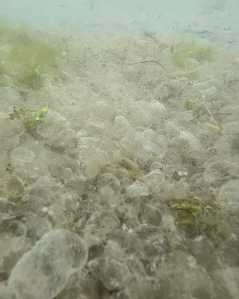 Az árvaszúnyogok tojáscsomóit hitték medúzáknak a Balatonban