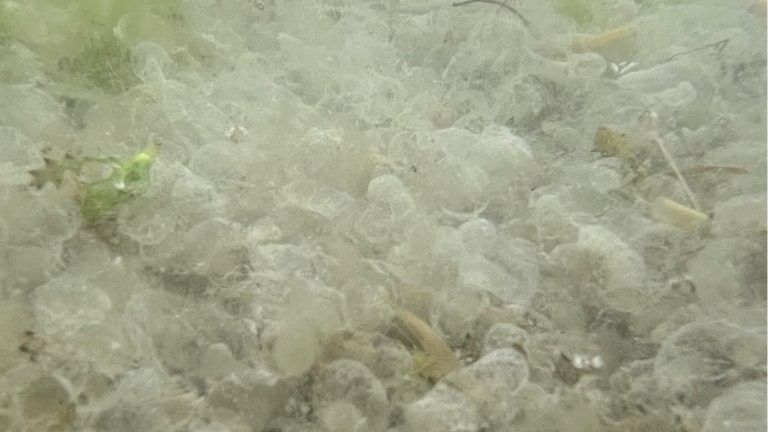 Az árvaszúnyogok tojáscsomóit hitték medúzáknak a Balatonban