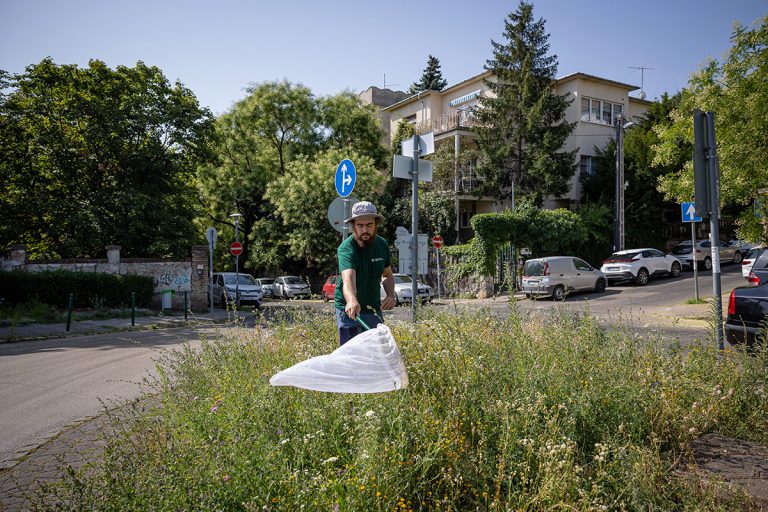 Beporzók a városokban: Európa-szintű szintézis támasztja alá a biodiverzitás-barát városi élőhelykezelés jelentőségét