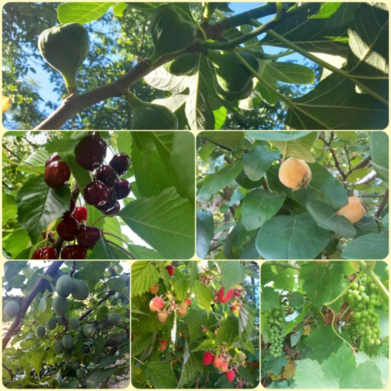 Hivatalos: ezek az ország legszebb kertjei!