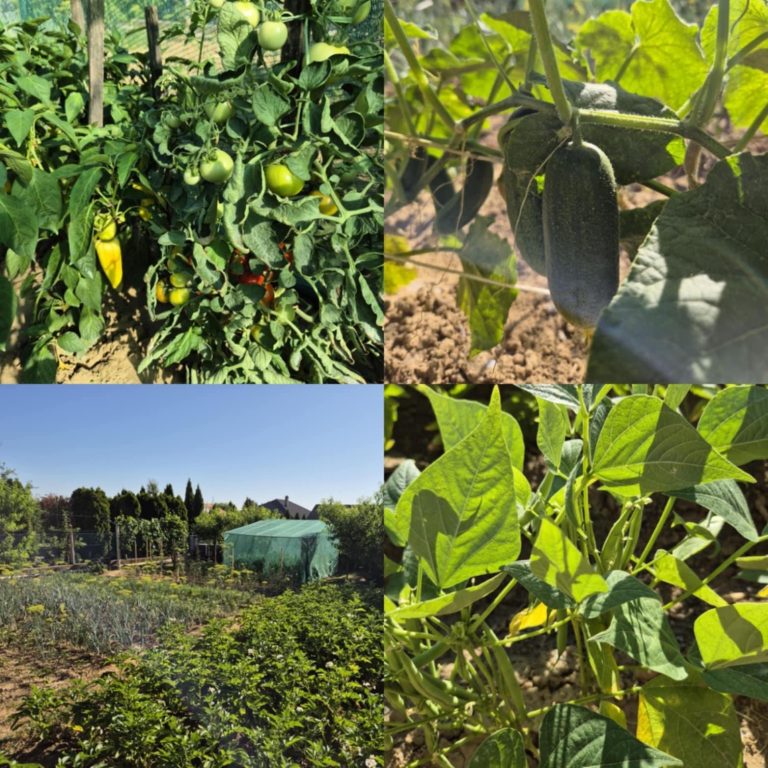 Hivatalos: ezek az ország legszebb kertjei!