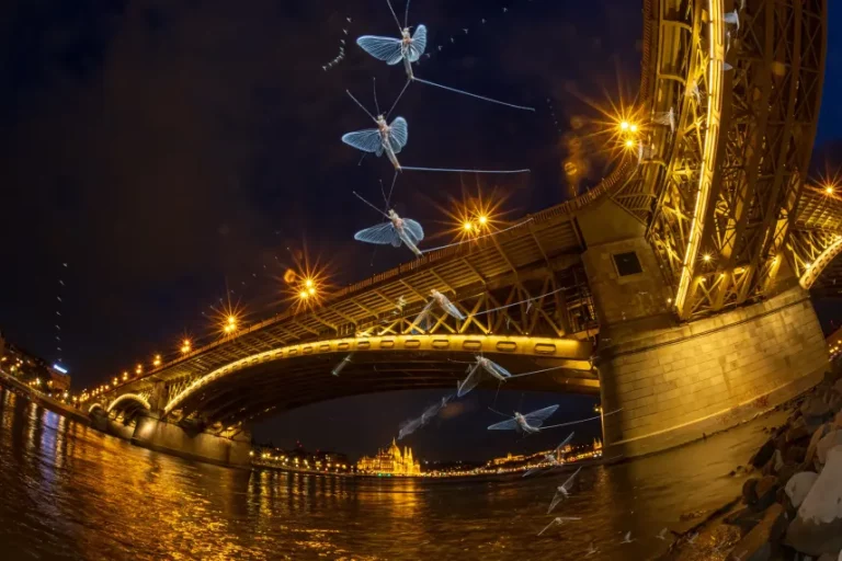 Nemcsak előbb kezdődött idén a dunavirágzás, de a Dunától meglepően messze is találtak kérészeket