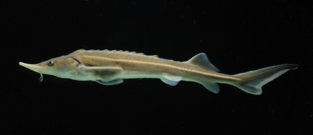 Nemzetközi kutatás: a dunai tokfélék élőhelyeinek térképezésében vesz részt a Széchenyi István Egyetem