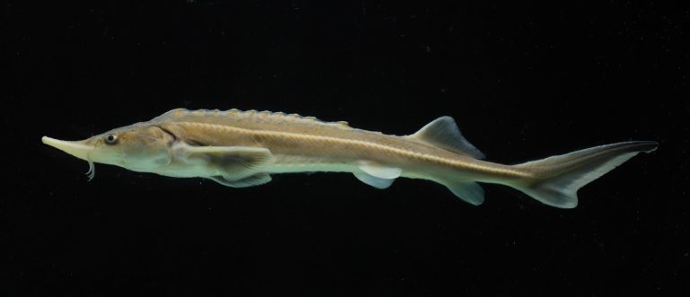 Nemzetközi kutatás: a dunai tokfélék élőhelyeinek térképezésében vesz részt a Széchenyi István Egyetem