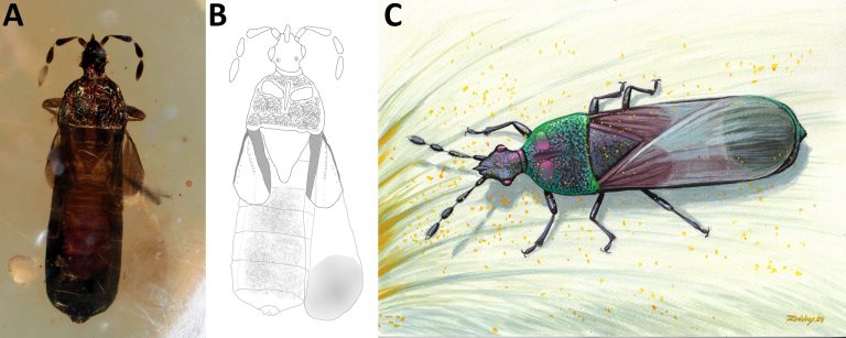 Ősi viráglátogató poloska a borostyánban