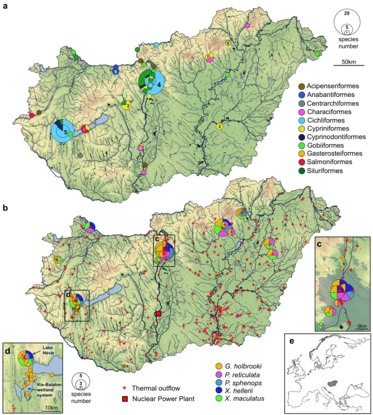 Terjednek az idegenhonos halfajok Magyarországon - ebben a termálvizeknek is nagy szerepük van