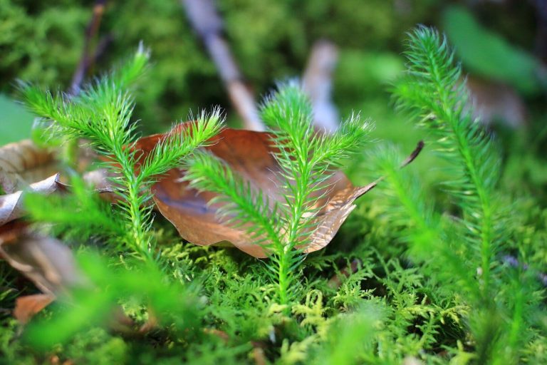 Új kapcsos korpafű előfordulás a Nyugat-Zala Tájegységben