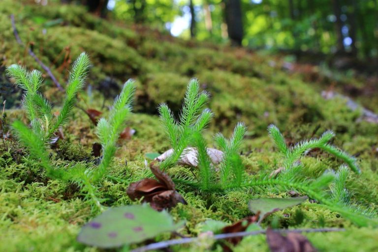 Új kapcsos korpafű előfordulás a Nyugat-Zala Tájegységben