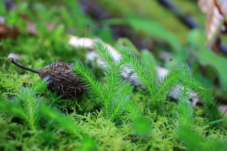 Új kapcsos korpafű előfordulás a Nyugat-Zala Tájegységben