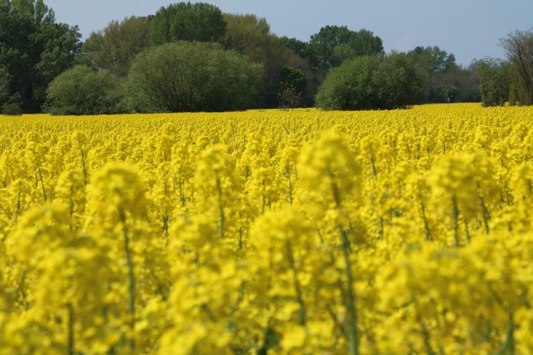 A kis parcellák előnyösek a beporzók számára – de csak akkor, ha a közelben féltermészetes élőhelyek találhatók