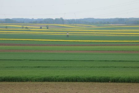 A kis parcellák előnyösek a beporzók számára – de csak akkor, ha a közelben féltermészetes élőhelyek találhatók A kis parcellák előnyösek a beporzók számára – de csak akkor, ha a közelben féltermészetes élőhelyek találhatók