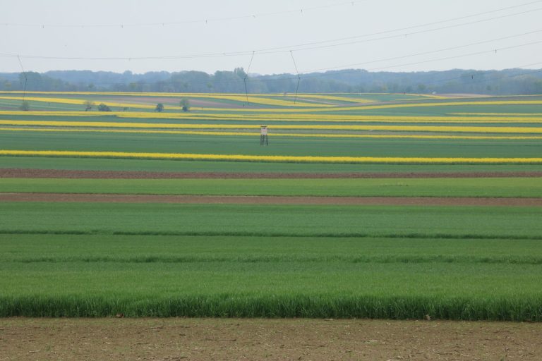 A kis parcellák előnyösek a beporzók számára – de csak akkor, ha a közelben féltermészetes élőhelyek találhatók
