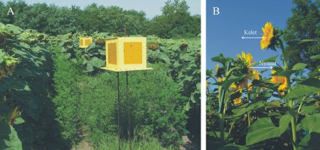 A napraforgó-rejtély fizikai, meteorológiai és rovartani vizsgálata az ELTE-n