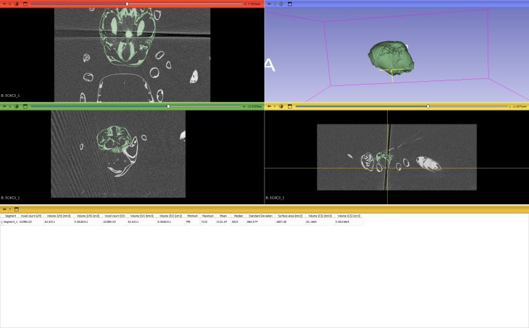 Kiemelkedő nemzetközi siker az inváziós ázsiai lódarázs kutatásában a MATE-n
