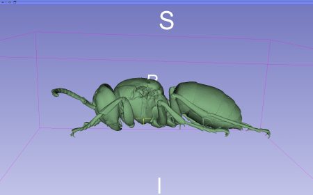 Kiemelkedő nemzetközi siker az inváziós ázsiai lódarázs kutatásában a MATE-n
