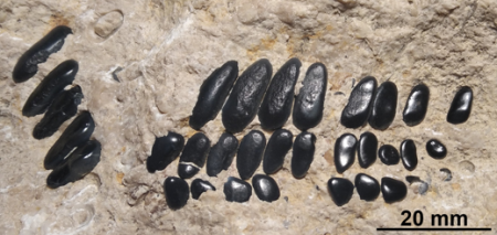 Ősi mozsárszájú halak Sümegről