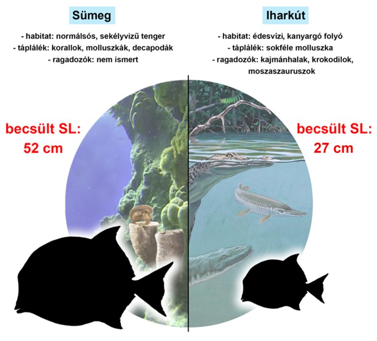 Ősi mozsárszájú halak Sümegről