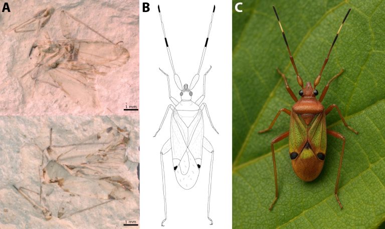 Új őspoloska-fajt azonosítottak a Bakonyban
