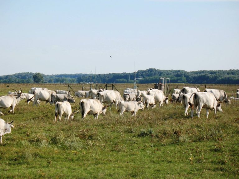 Gyepek lehelete, avagy a különböző szénforrások szerepe a gyepek CO2 kibocsátásban